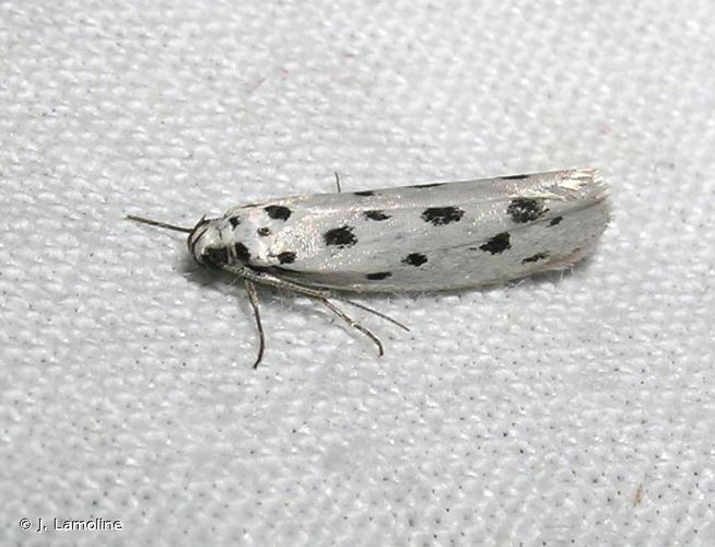 <i>Ethmia dodecea</i> (Haworth, 1828) © J. Lamoline