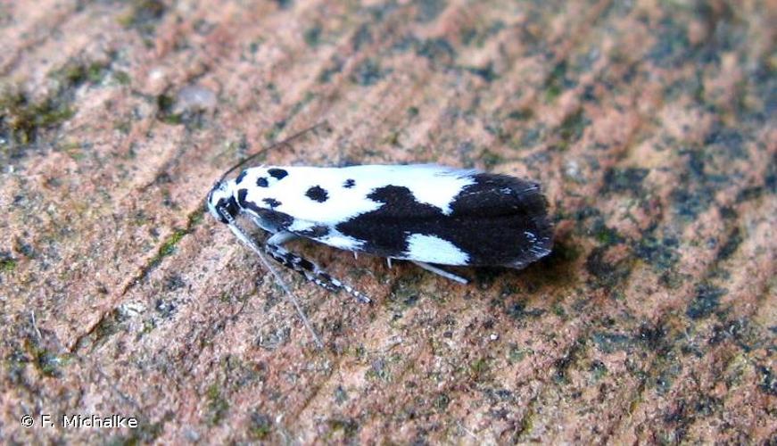 <i>Ethmia quadrillella</i> (Goeze, 1783) © F. Michalke