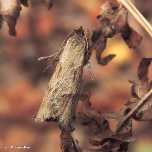 <i>Diurnea lipsiella</i> (Denis & Schiffermüller, 1775) © J-P. Lamoline