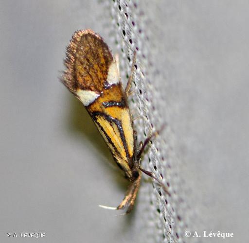 <i>Alabonia geoffrella</i> (Linnaeus, 1767) © A. LEVEQUE