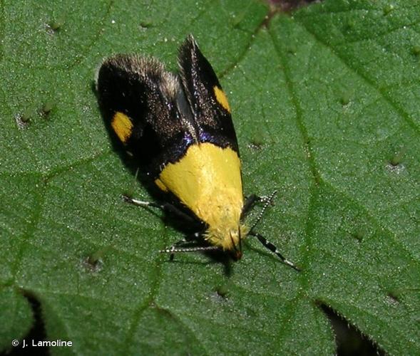 <i>Oecophora bractella</i> (Linnaeus, 1758) © J. Lamoline