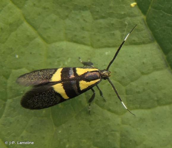 <i>Dasycera oliviella</i> (Fabricius, 1794) © J-P. Lamoline