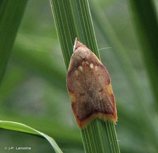 <i>Carcina quercana</i> (Fabricius, 1775) © J-P. Lamoline