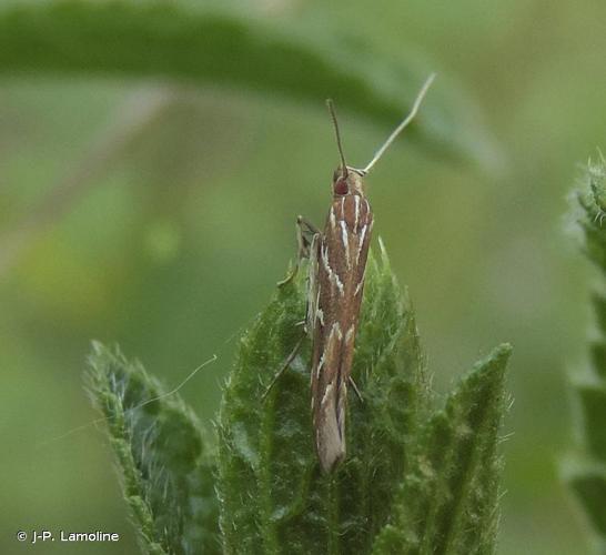 <i>Pyroderces argyrogrammos</i> (Zeller, 1847) © J-P. Lamoline