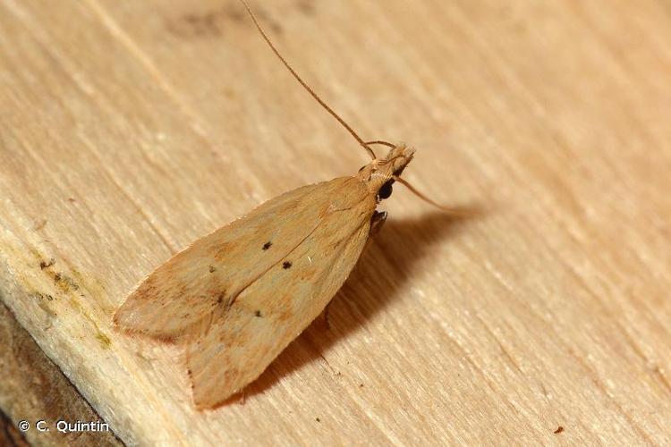 <i>Acompsia schmidtiellus</i> (Heyden, 1848) © C. Quintin