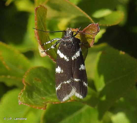 <i>Chionodes viduella</i> (Fabricius, 1794) © J-P. Lamoline
