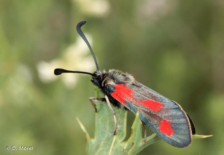 <i>Zygaena sarpedon</i> (Hübner, 1790) © D. Morel