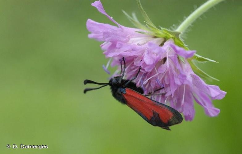 <i>Zygaena erythrus</i> (Hübner, 1806) © D. Demergès