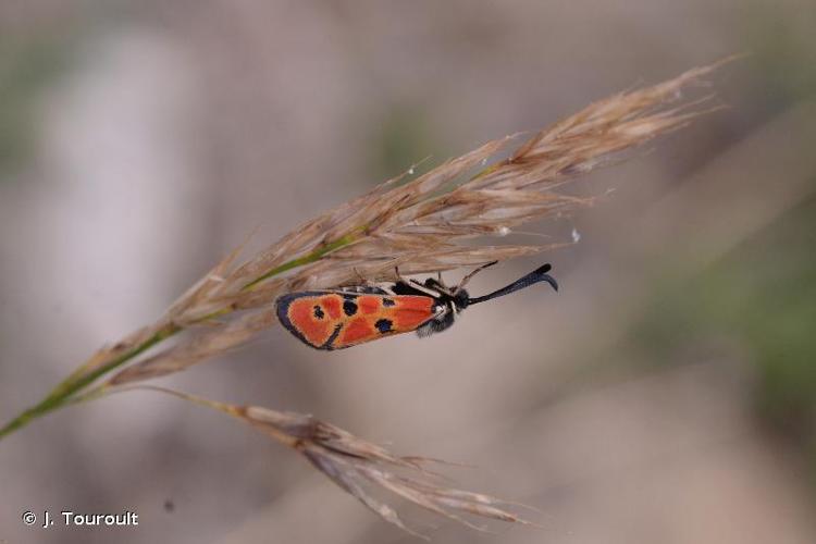 <i>Zygaena hilaris</i> Ochsenheimer, 1808 © J. Touroult