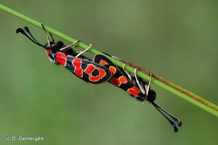 <i>Zygaena fausta</i> (Linnaeus, 1767) © D. Demergès