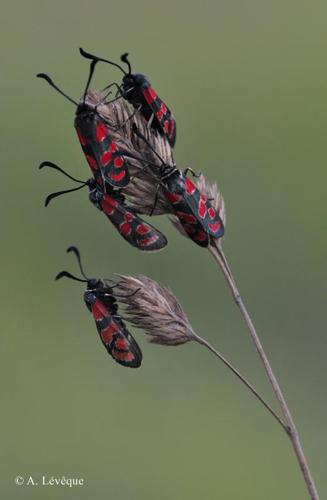 <i>Zygaena carniolica</i> (Scopoli, 1763) © A. Lévêque