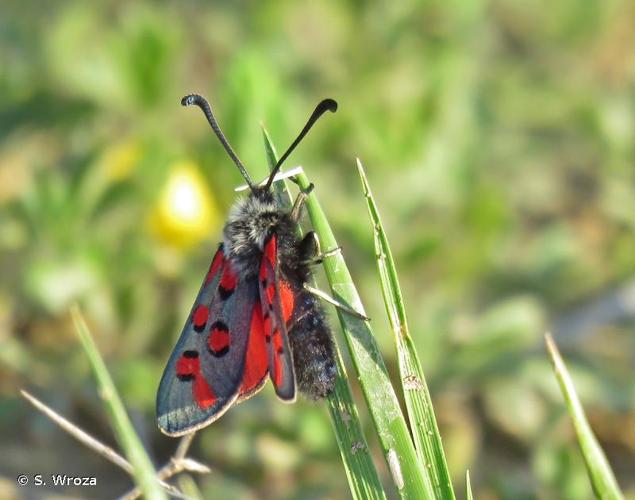 <i>Zygaena rhadamanthus</i> (Esper, 1789) © S. Wroza