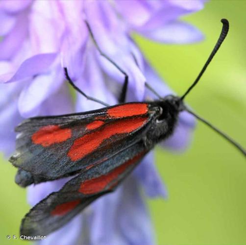 <i>Zygaena romeo</i> Duponchel, 1835 © F. Chevaillot