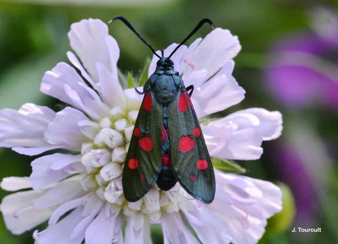 <i>Zygaena ephialtes</i> (Linnaeus, 1767) © J. Touroult