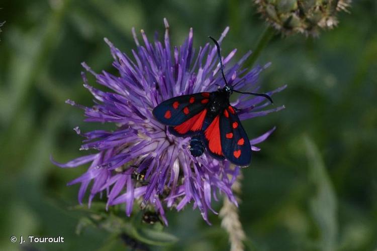 <i>Zygaena transalpina</i> (Esper, 1780) © J. Touroult