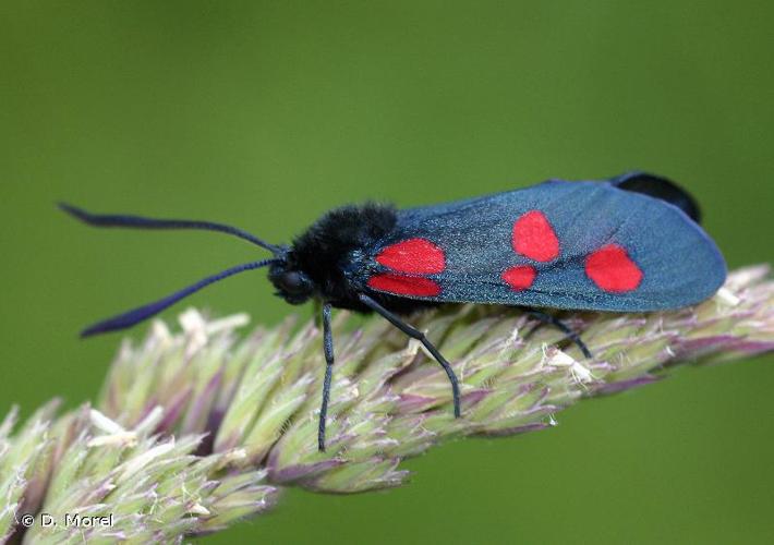 <i>Zygaena lonicerae</i> (Scheven, 1777) © D. Morel