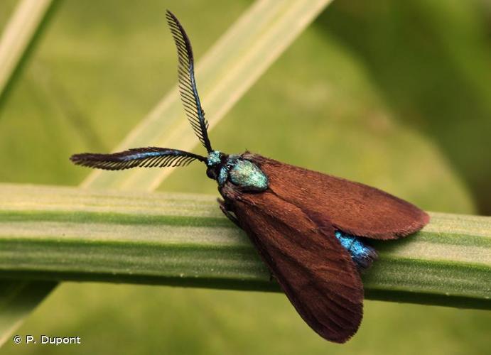 <i>Theresimima ampellophaga</i> (Bayle-Barelle, 1808) © P. Dupont