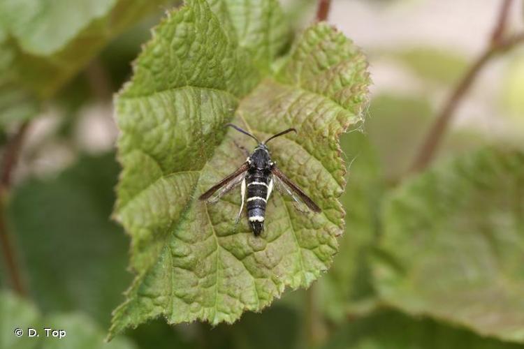 <i>Paranthrene tabaniformis</i> (Rottemburg, 1775) © D. Top