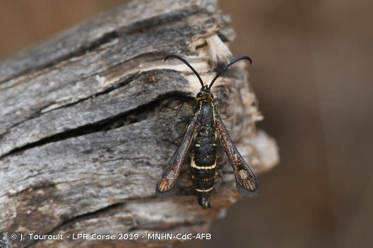 <i>Chamaesphecia nigrifrons</i> (Le Cerf, 1911) © J. Touroult - LPR Corse 2019 - MNHN-CdC-AFB