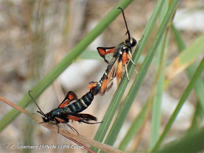 <i>Pyropteron chrysidiforme</i> (Esper, 1782) © C. Villemant / MNHN / LPR Corse