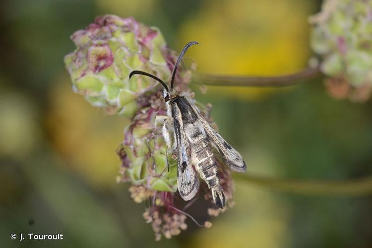 <i>Pyropteron meriaeforme</i> (Boisduval, 1840) © J. Touroult