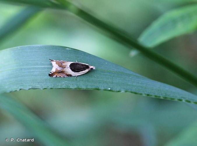 <i>Ancylis badiana</i> (Denis & Schiffermüller, 1775) © P. Chatard