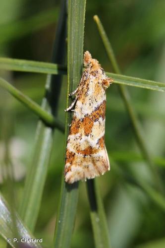 <i>Aethes deutschiana</i> (Zetterstedt, 1839) © P. Chatard