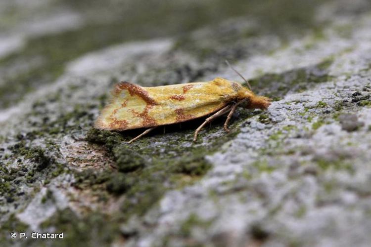 <i>Agapeta hamana</i> (Linnaeus, 1758) © P. Chatard