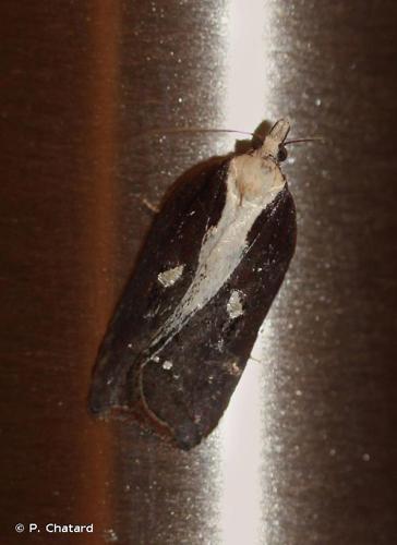 <i>Acleris cristana</i> (Denis & Schiffermüller, 1775) © P. Chatard