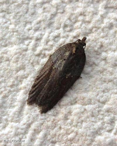 <i>Acleris hastiana</i> (Linnaeus, 1758) © P. Chatard