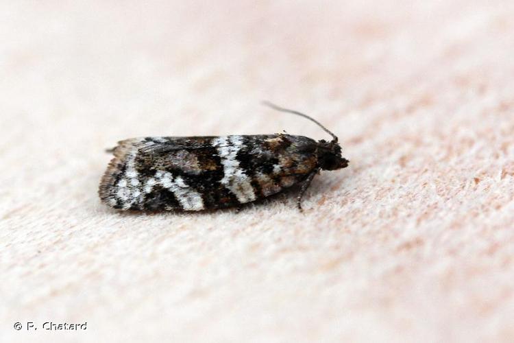 <i>Argyrotaenia ljungiana</i> (Thunberg, 1797) © P. Chatard