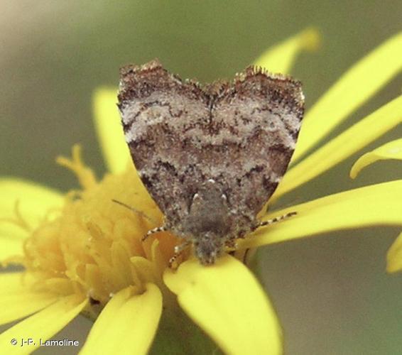 <i>Choreutis pariana</i> (Clerck, 1759) © J-P. Lamoline