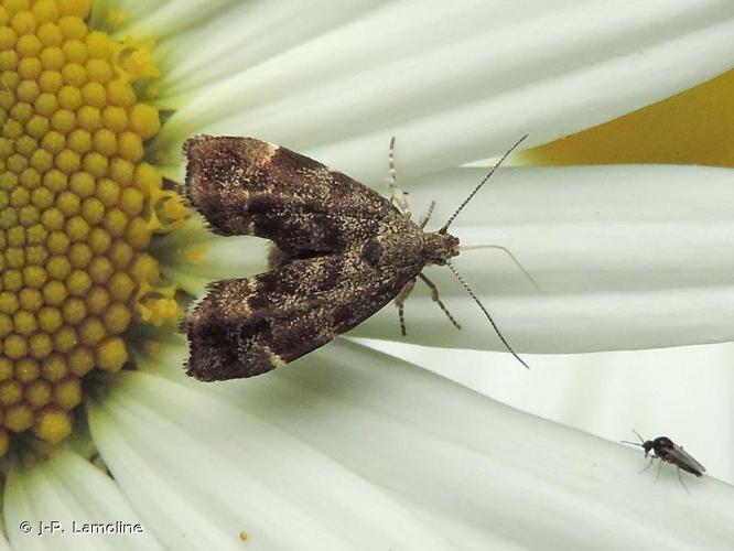 <i>Anthophila fabriciana</i> (Linnaeus, 1767) © J-P. Lamoline