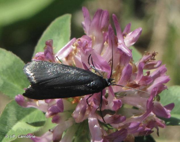 <i>Lymphia chalybella</i> (Eversmann, 1844) © J-P. Lamoline