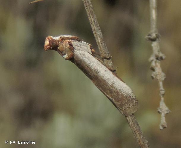 <i>Denticera divisella</i> (Duponchel, 1842) © J-P. Lamoline