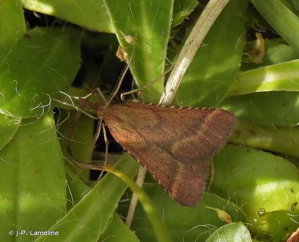 <i>Synaphe punctalis</i> (Fabricius, 1775) © J-P. Lamoline