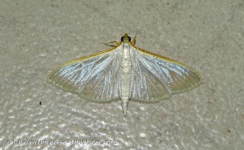 <i>Palpita vitrealis</i> (Rossi, 1794) © J. Piolain LPR Corse - MNHN, CdC, OFB