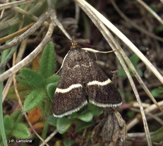 <i>Pyrausta cingulata</i> (Linnaeus, 1758) © J-P. Lamoline