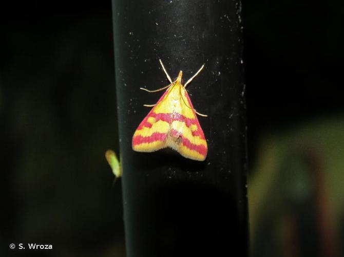 <i>Pyrausta sanguinalis</i> (Linnaeus, 1767) © S. Wroza