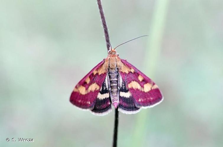 <i>Pyrausta purpuralis</i> (Linnaeus, 1758) © S. Wroza