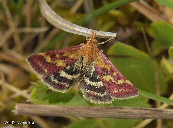 <i>Pyrausta ostrinalis</i> (Hübner, 1796) © J-P. Lamoline