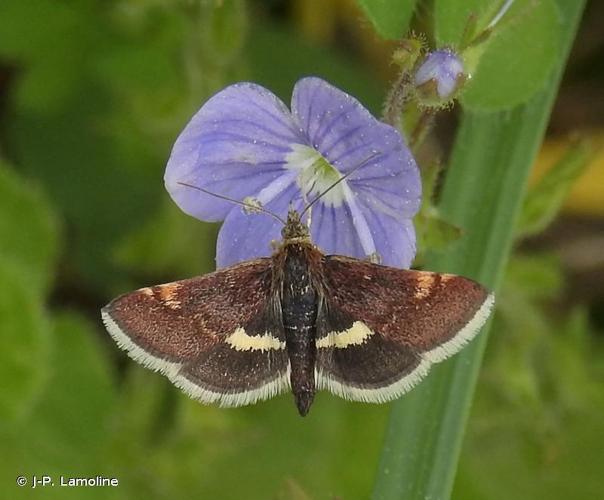 <i>Pyrausta obfuscata</i> (Scopoli, 1763) © J-P. Lamoline