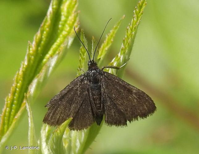 <i>Pyrausta coracinalis</i> Leraut, 1982 © J-P. Lamoline