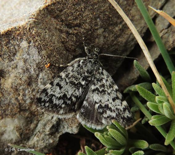 <i>Orenaia alpestralis</i> (Fabricius, 1787) © J-P. Lamoline