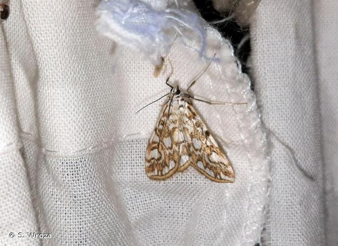 <i>Elophila nymphaeata</i> (Linnaeus, 1758) © S. Wroza