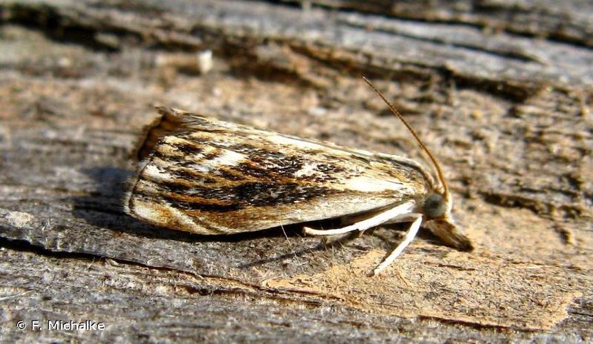 <i>Catoptria verellus</i> (Zincken, 1817) © F. Michalke