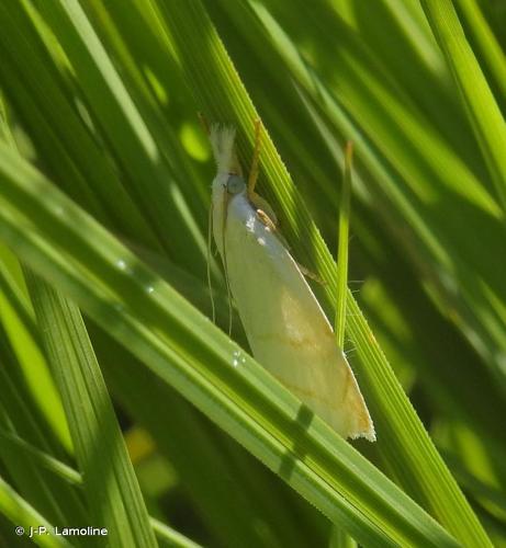 <i>Calamotropha aureliella</i> (Fischer von Röslerstamm, 1841) © J-P. Lamoline