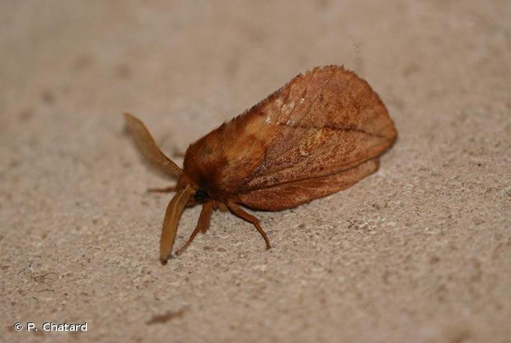 <i>Euthrix potatoria</i> (Linnaeus, 1758) © P. Chatard