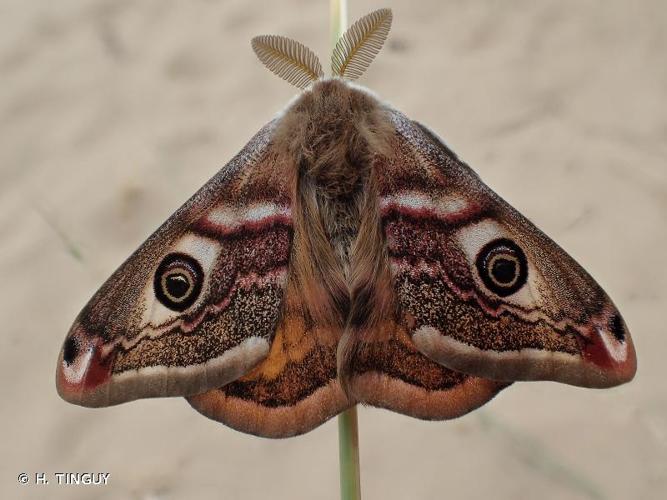 <i>Saturnia pavonia</i> (Linnaeus, 1758) © H. TINGUY