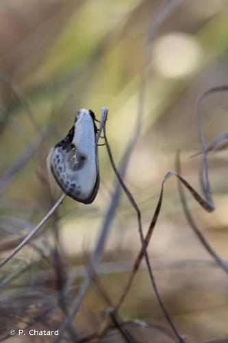 <i>Cilix glaucata</i> (Scopoli, 1763) © P. Chatard